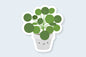 Pilea Plant Sticker - CVS1400PILE